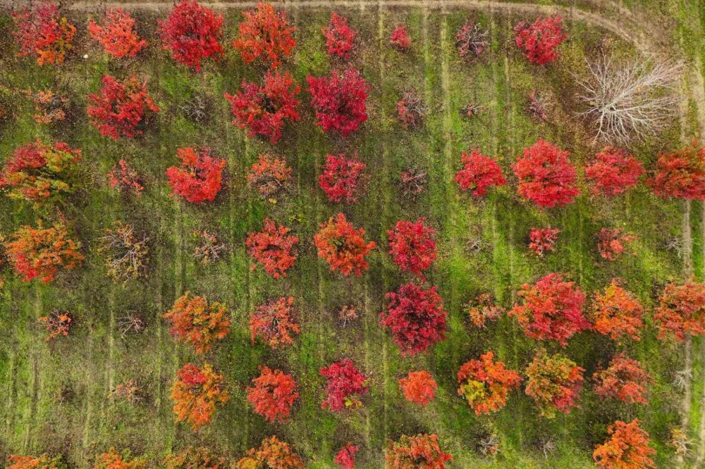 Sonbaharın Renk Cümbüşü Uludağ'da