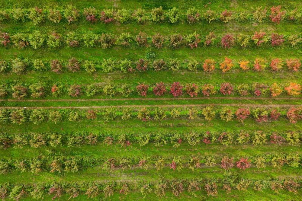 Sonbaharın Renk Cümbüşü Uludağ'da