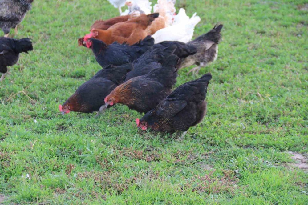 11 Tavuğu Köpeklerce Telef Edilen Mahalleli Hayvanlarını Korumak İçin Çobanlık Yapıyor