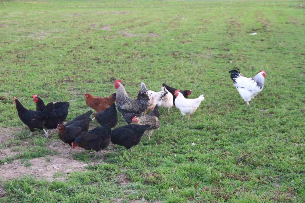 11 Tavuğu Köpeklerce Telef Edilen Mahalleli Hayvanlarını Korumak İçin Çobanlık Yapıyor