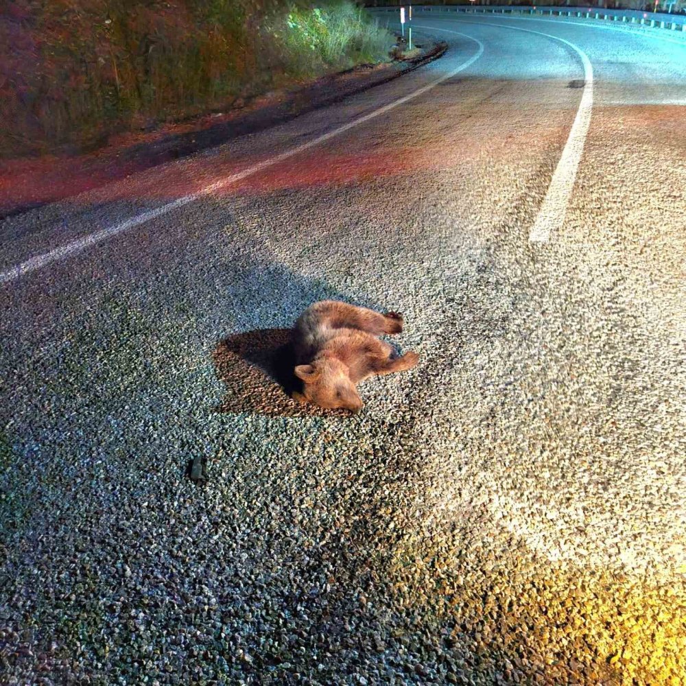 Yavru Ayı Kara Yolunda Telef Oldu