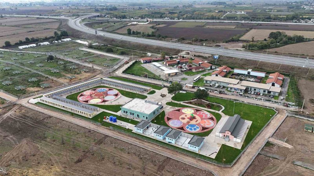 Sokaktan Sıcacık Yuvaya: ‘Pati İzi’nde 500 Can Dost Yeni Hayatına Kavuştu