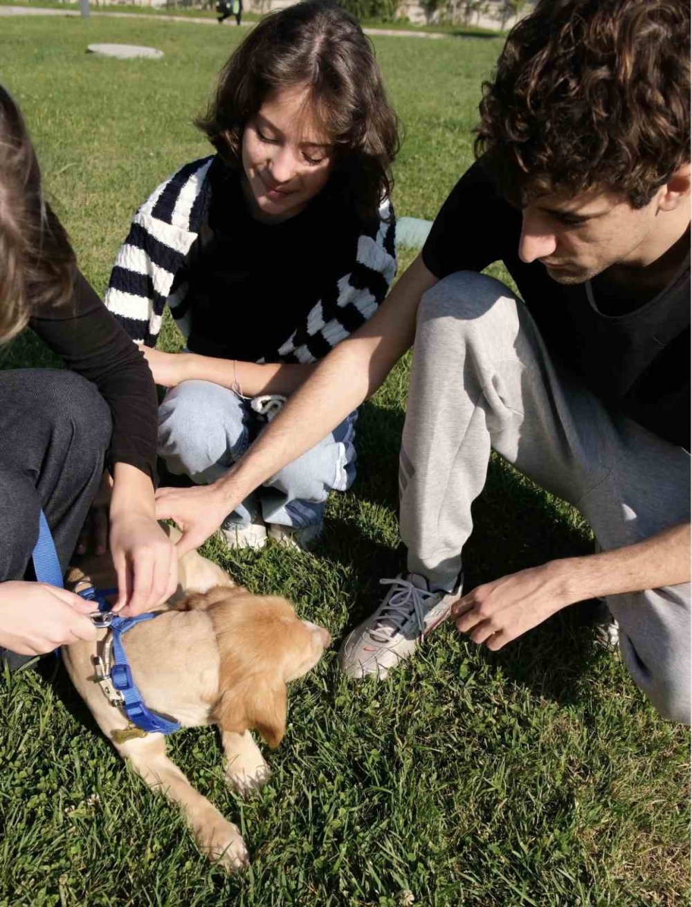 Sokaktan Sıcacık Yuvaya: ‘Pati İzi’nde 500 Can Dost Yeni Hayatına Kavuştu