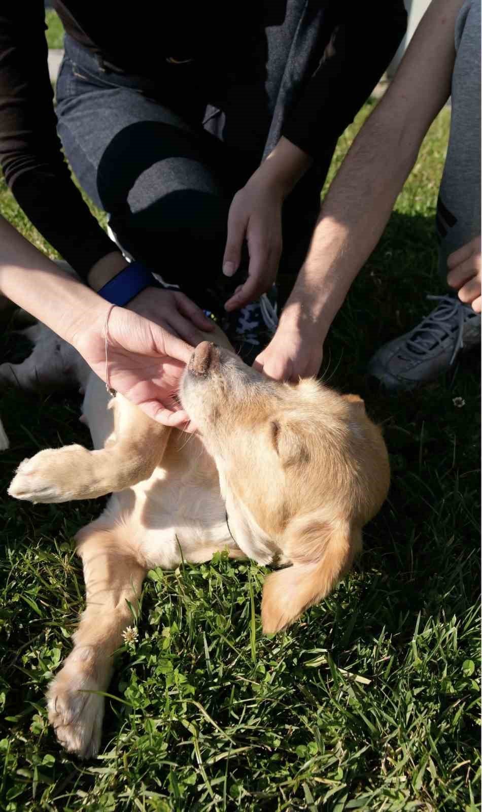 Sokaktan Sıcacık Yuvaya: ‘Pati İzi’nde 500 Can Dost Yeni Hayatına Kavuştu