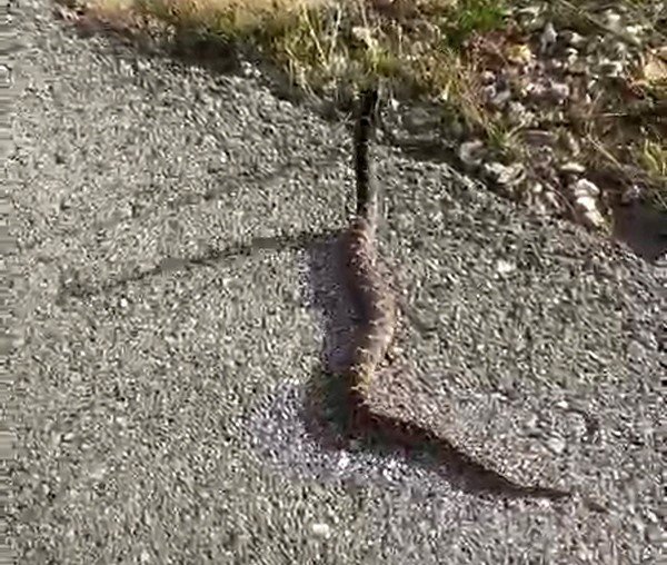 Yolda Gördüğü Zehirli Yılanı Elleriyle Yakaladı