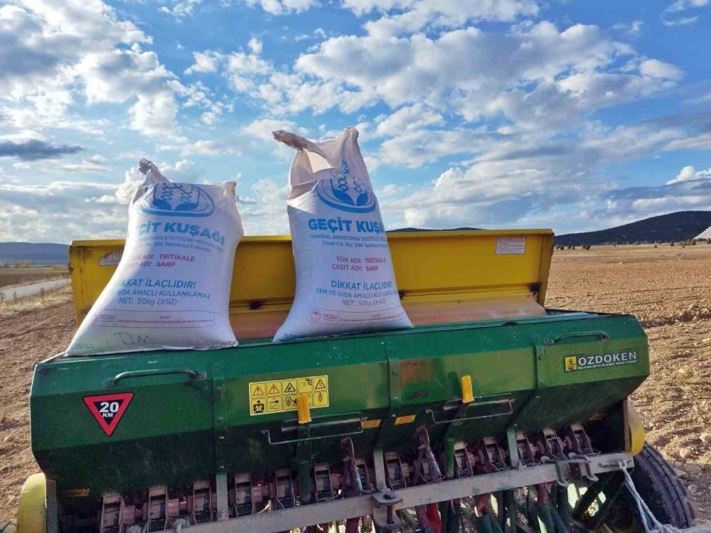 Çavdarhisar’da Buğday Ve Tritikale Tohumlarının Ekimi Yapıldı