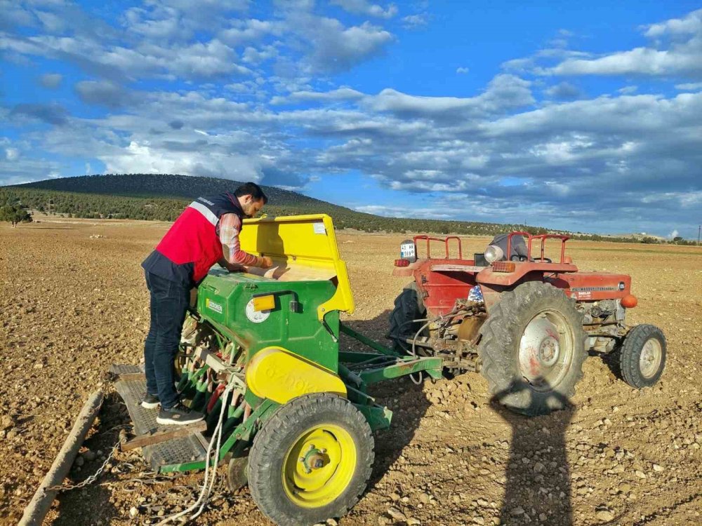 Çavdarhisar’da Buğday Ve Tritikale Tohumlarının Ekimi Yapıldı