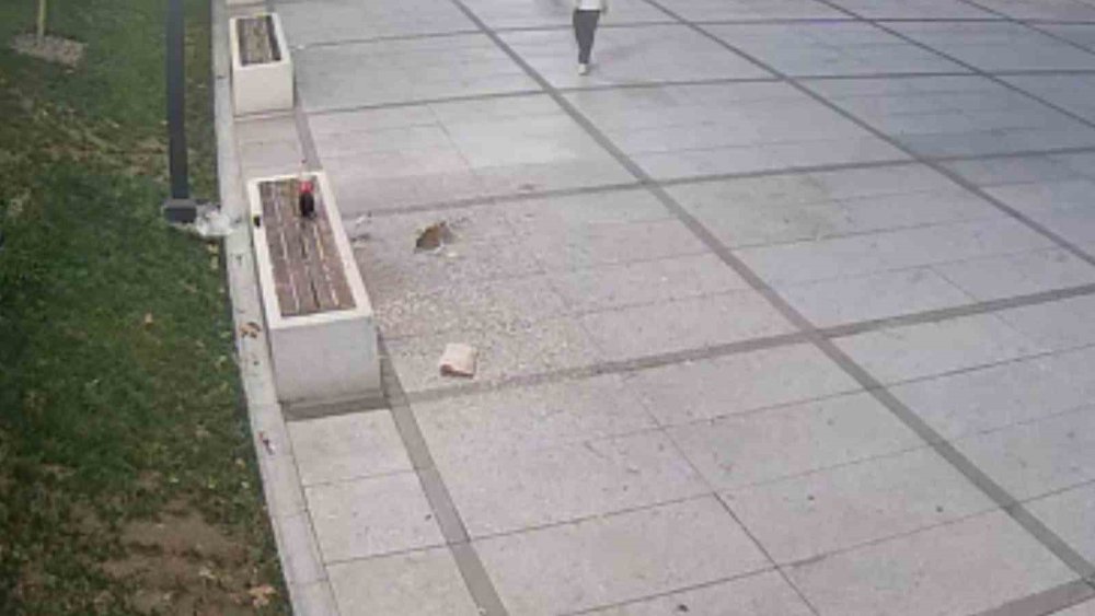 Çekirdek Keyfi Pahalıya Patladı