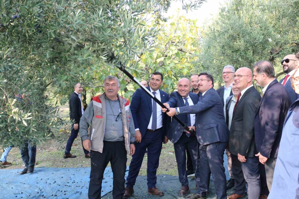 Zeytin Hasadı Başladı