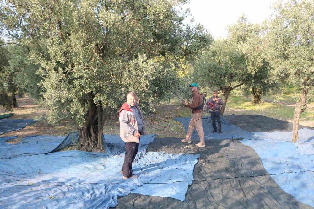 Zeytin Hasadı Başladı