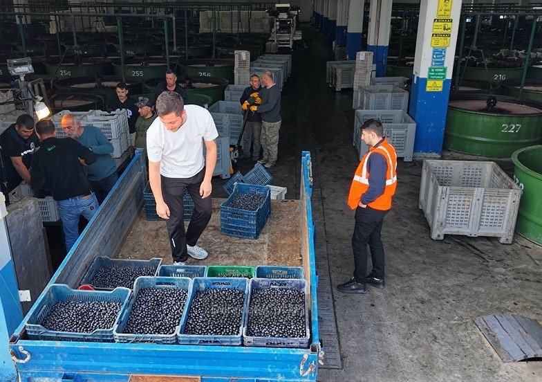 Zeytin Hasadı Başladı