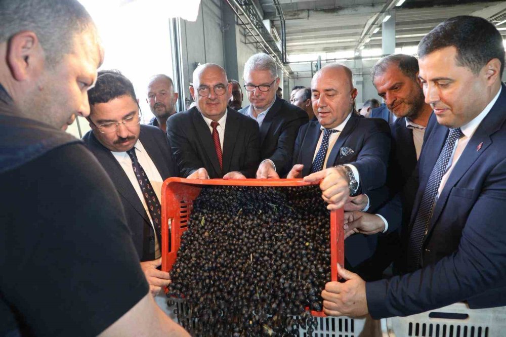 Zeytin Hasadı Başladı