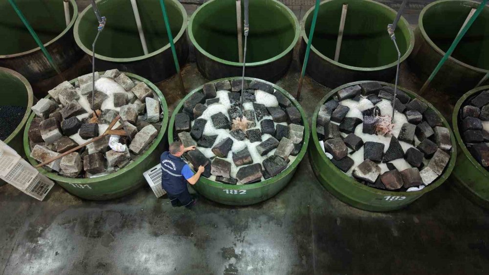 Zeytin Hasadı Başladı