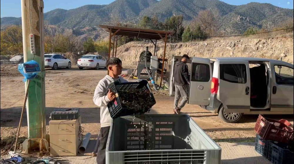 Eskişehir’de Zeytinyağının Soğuk Sıkım Yolculuğu