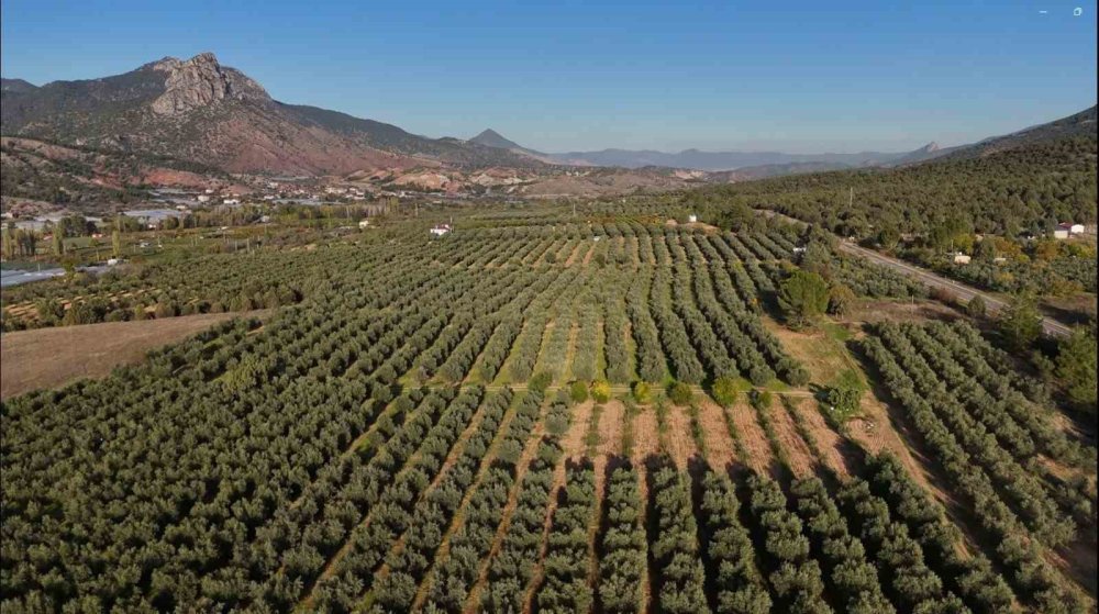 Eskişehir’de Zeytinyağının Soğuk Sıkım Yolculuğu