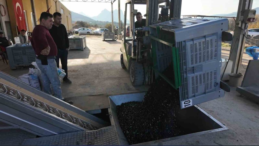 Eskişehir’de Zeytinyağının Soğuk Sıkım Yolculuğu