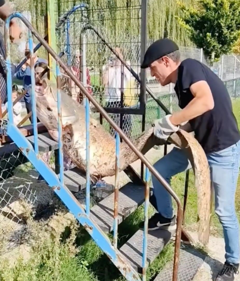 Oltaya Takılan 50 Kiloluk Dev Balık Şaşırttı