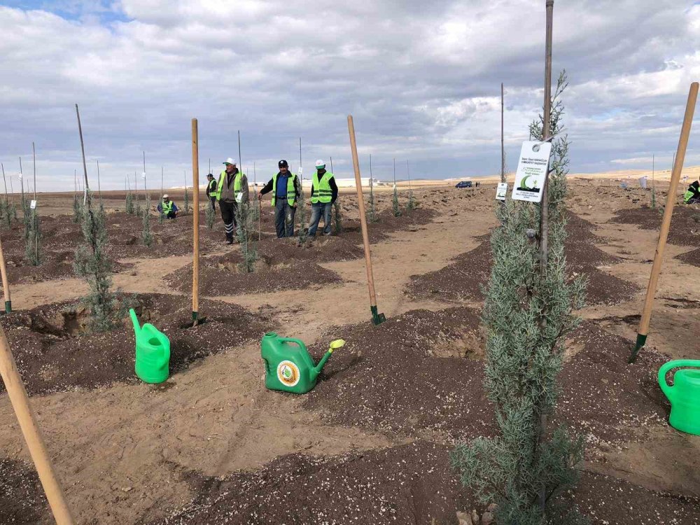Milli Ağaçlandırma Günü’nde 20 Bin Fidan Dikildi