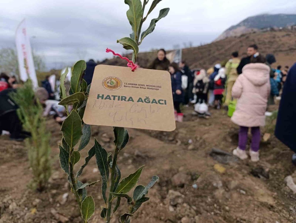 Yanan Ormanlar Milli Ağaçlandırma Günü’nde Yeniden Yeşeriyor