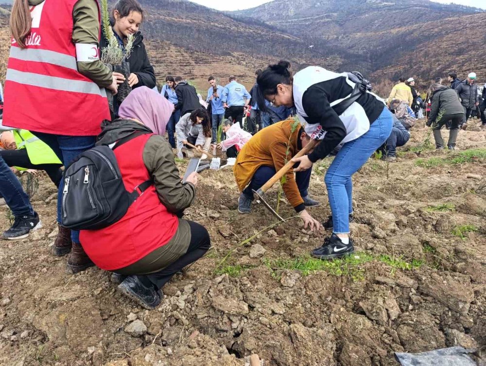Yanan Ormanlar Milli Ağaçlandırma Günü’nde Yeniden Yeşeriyor