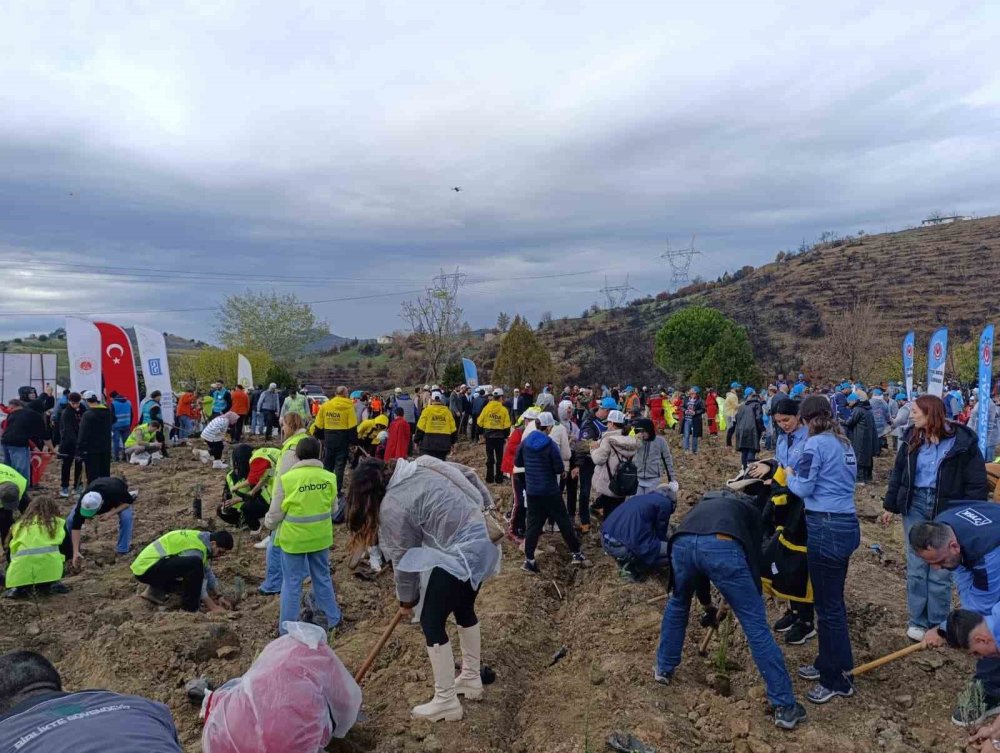 Yanan Ormanlar Milli Ağaçlandırma Günü’nde Yeniden Yeşeriyor