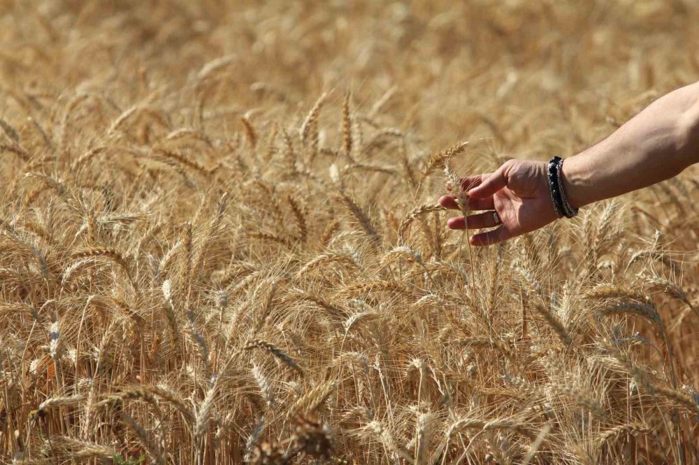 Küresel Tahıl Üretiminde Tüm Zamanların Zirvesi Geliyor