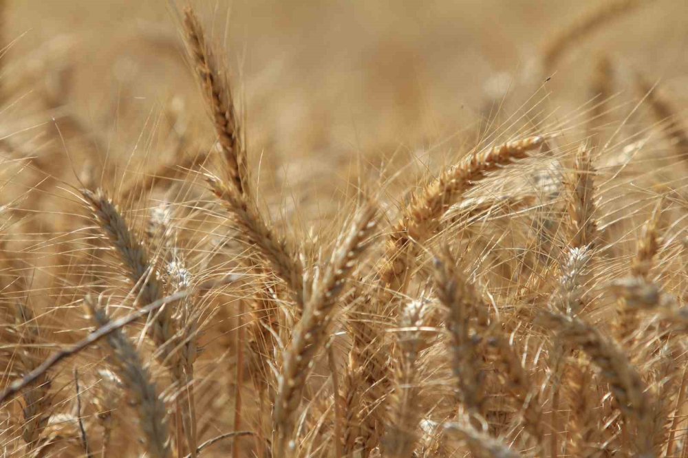 Küresel Tahıl Üretiminde Tüm Zamanların Zirvesi Geliyor