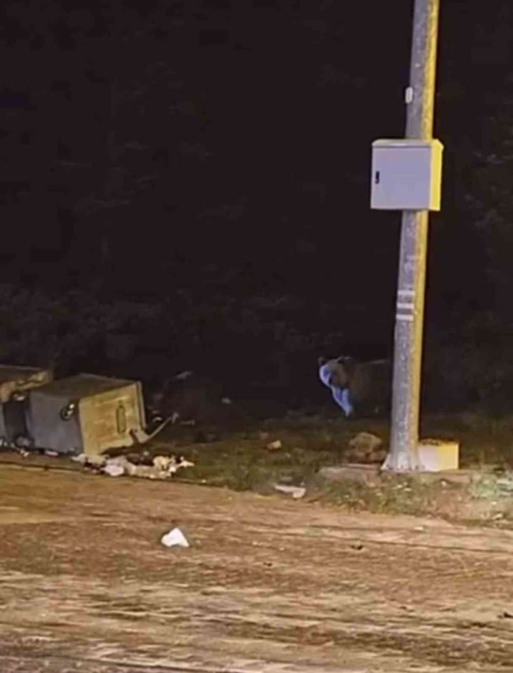 Kış Uykusuna Yatmayan Ayılar, Çöp Konteynerlerini Talan Etti