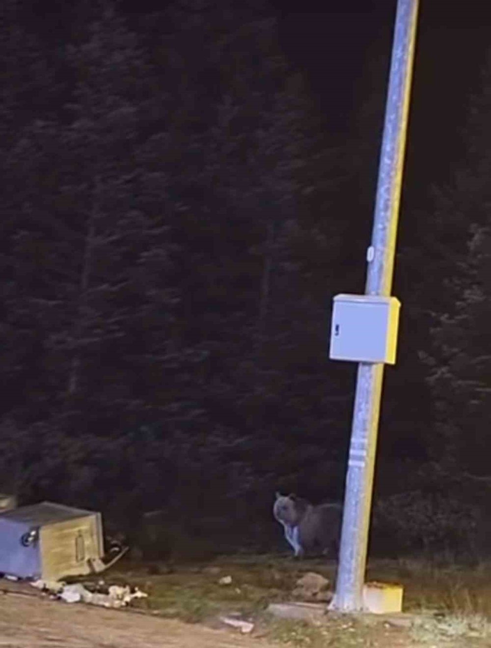 Kış Uykusuna Yatmayan Ayılar, Çöp Konteynerlerini Talan Etti