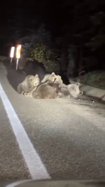 Uludağ’da Vahşi Doğanın En Tatlı Anı... Anne Ayı Yavrularını Emzirirken Görüntülendi