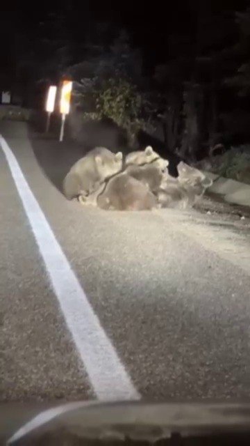 Uludağ’da Vahşi Doğanın En Tatlı Anı... Anne Ayı Yavrularını Emzirirken Görüntülendi