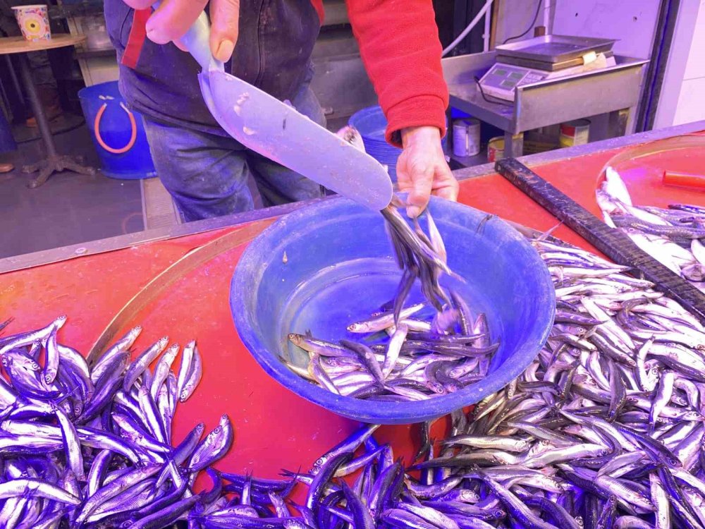 Bollaşan Hamsi Tezgahlarda 100 TL’ye Yer Buldu