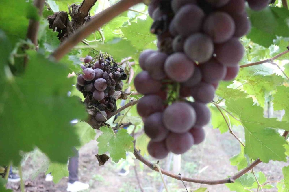 Verimi Yüzde 80 Düşen Üzüm, Çiftçinin Hayal Kırıklığı Oldu