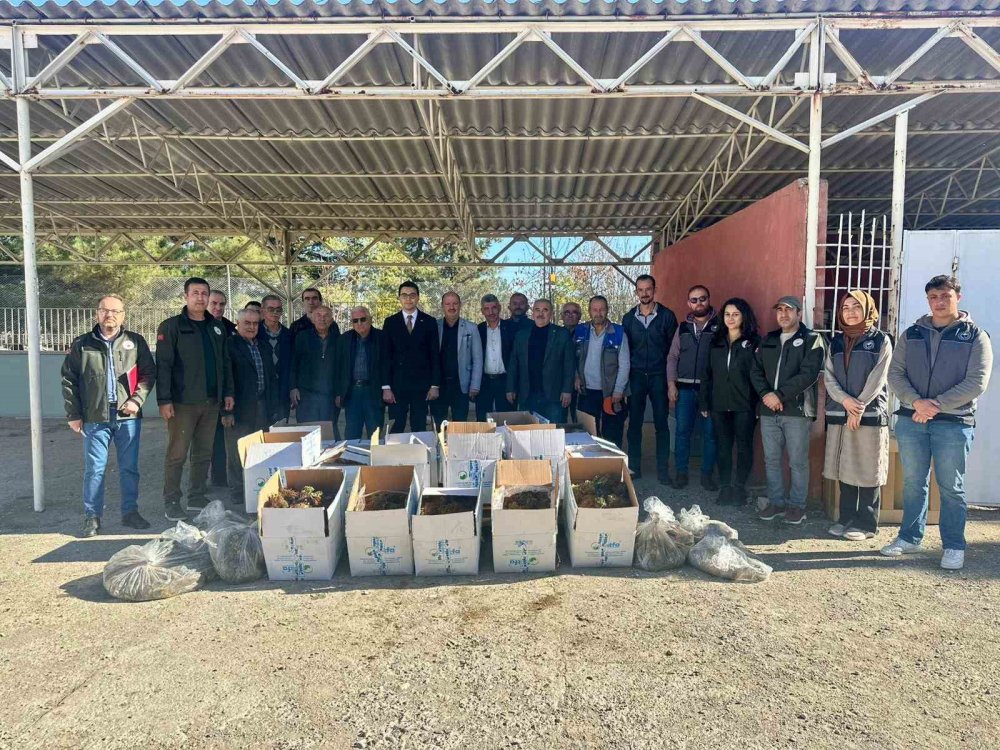 42 Bin Adet Çilek Fidesi Dağıtıldı