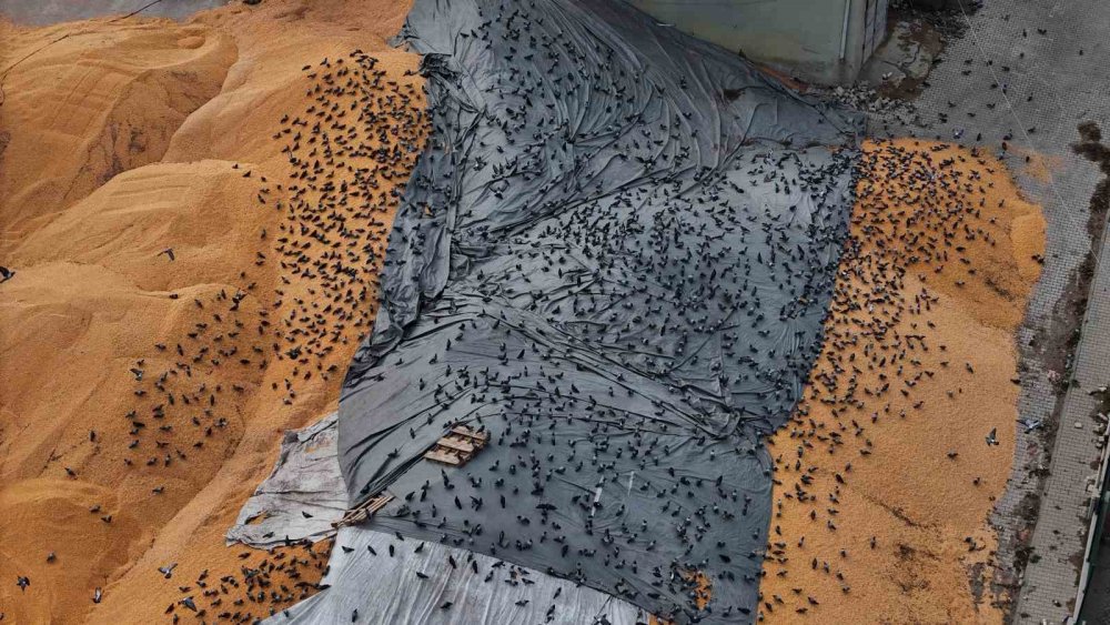 Güvercinler İçin Adeta Açık Büfe