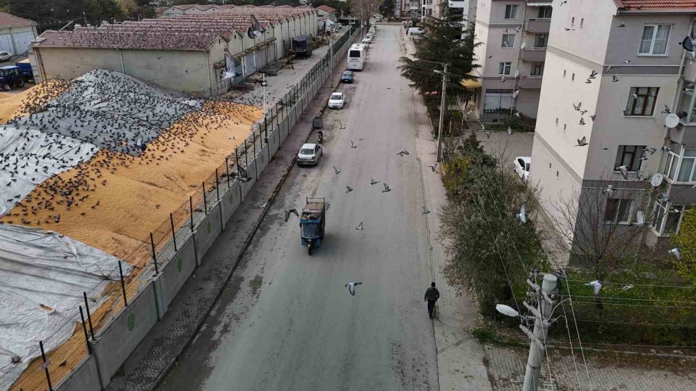 Güvercinler İçin Adeta Açık Büfe