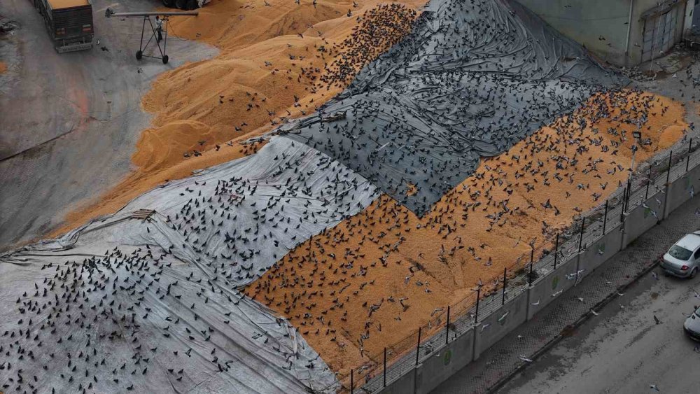 Güvercinler İçin Adeta Açık Büfe