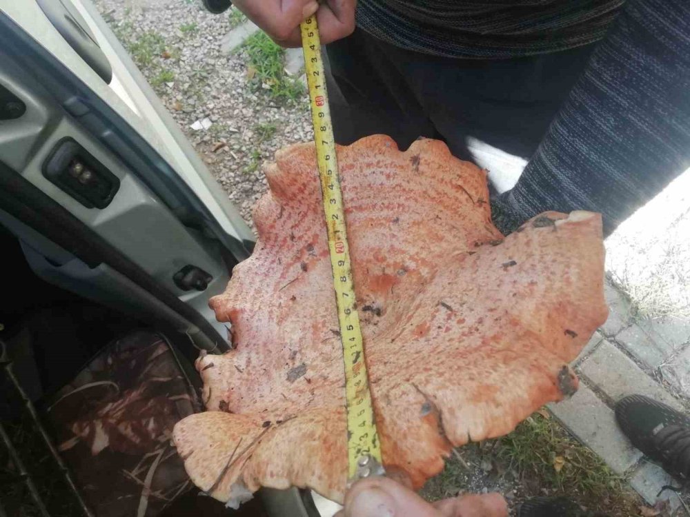 Dev Mantar Görenleri Şaşırttı