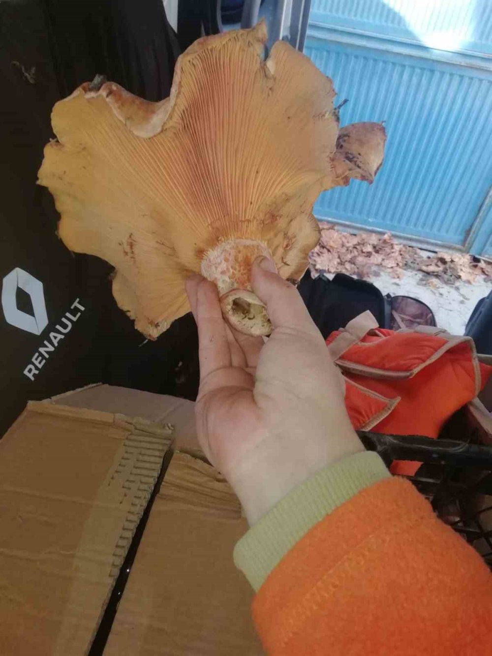 Dev Mantar Görenleri Şaşırttı