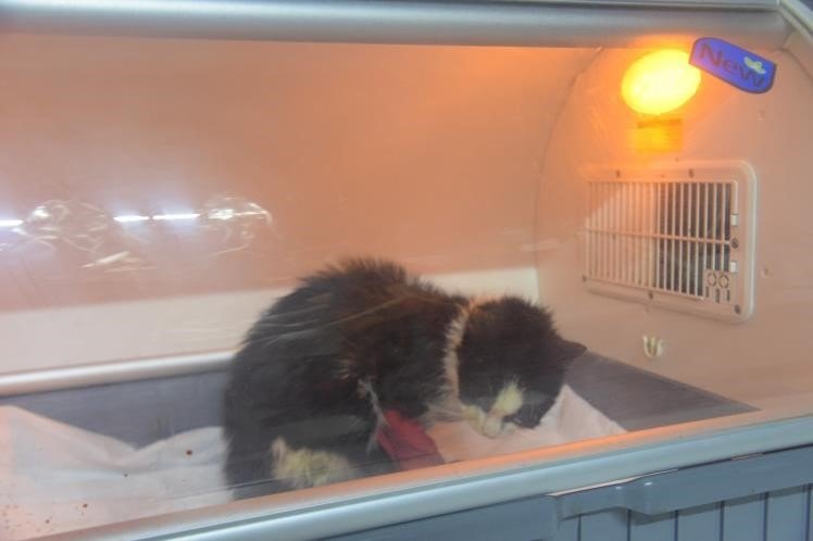 Patisinde kırık tespit edilen kedi ameliyat edildi