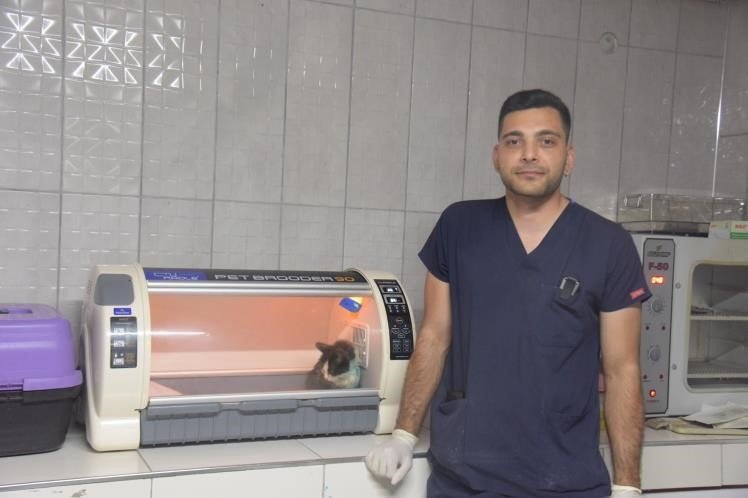 Patisinde kırık tespit edilen kedi ameliyat edildi