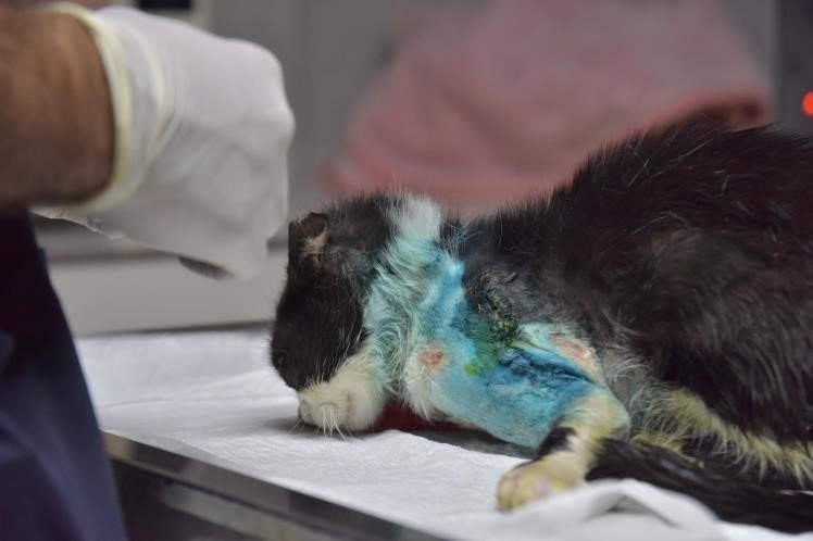 Patisinde kırık tespit edilen kedi ameliyat edildi