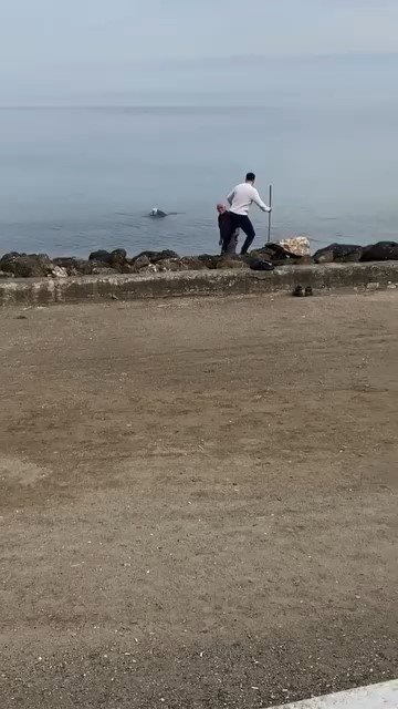 Oltaya Takılan Martıyı Vatandaş Kurtardı