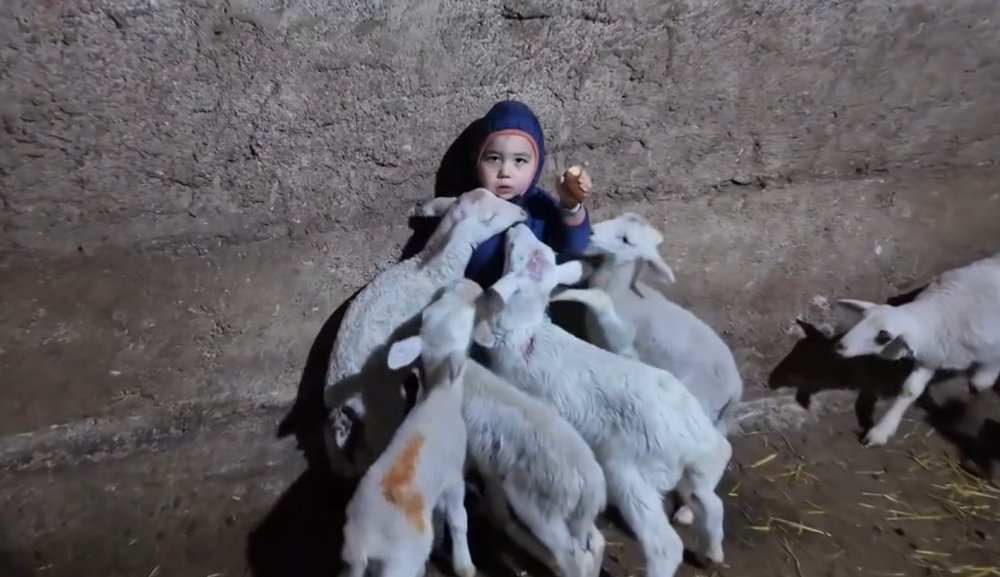 Kuzuların Arasında Kalan Minik Yusuf’un Tatlı Halleri Gülümsetti
