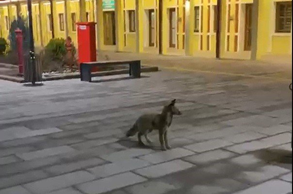 Tren Beklerken Gördükleri Tilki Karşısından Hayrete Düştüler