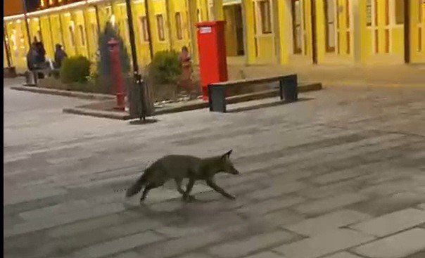 Tren Beklerken Gördükleri Tilki Karşısından Hayrete Düştüler