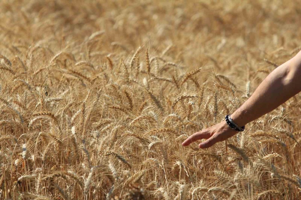 Küresel Tahıl Üretiminde 105 Milyon Tonluk Rekor Artış Bekleniyor