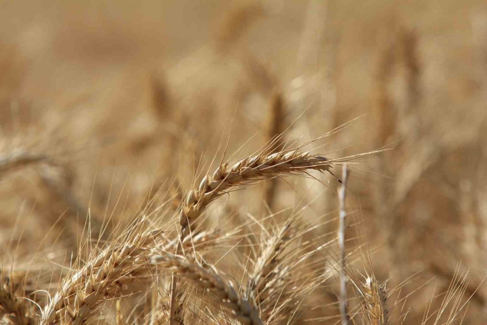 Küresel Tahıl Üretiminde 105 Milyon Tonluk Rekor Artış Bekleniyor