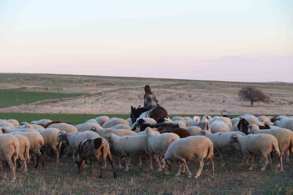 Küçük Kız Baba Mesleği Çobanlığı Devam Ettiriyor