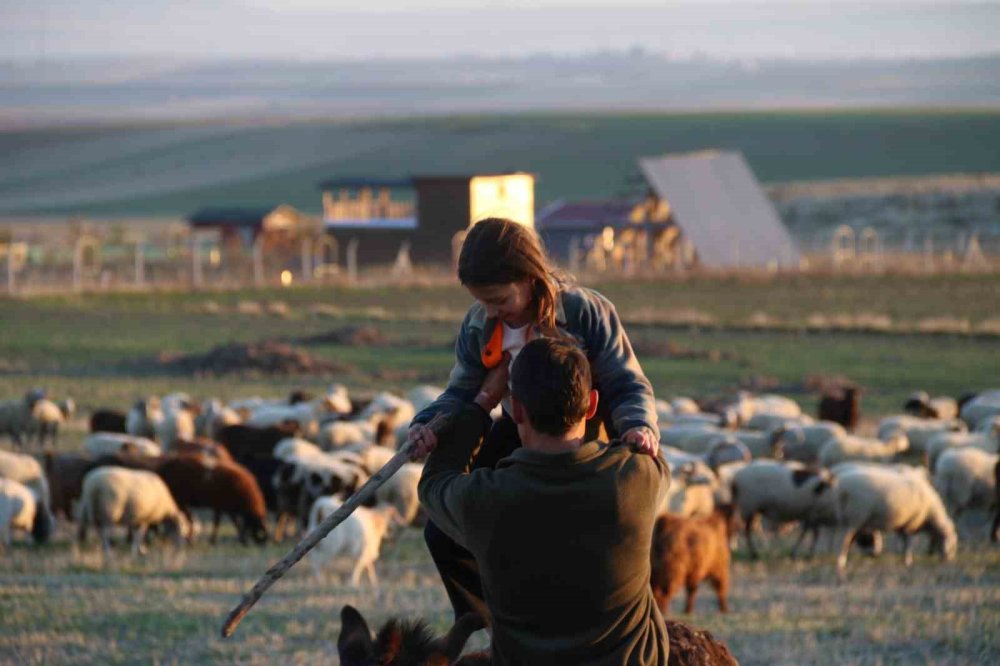 Küçük Kız Baba Mesleği Çobanlığı Devam Ettiriyor